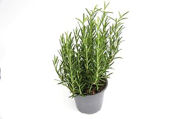 Rozemarijn per POT