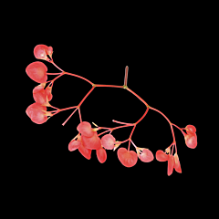 Apple blossom per DOOS 2x100st