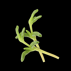 Salty Finger per bakje