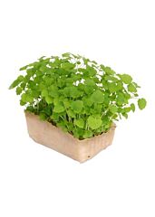 Cress Atsina per bakje