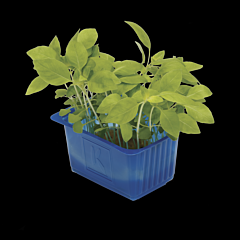 Cress Limoen per bakje