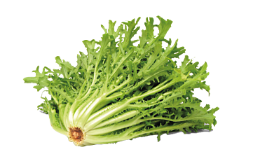 Frisee HART GEPLUKT per 1kg