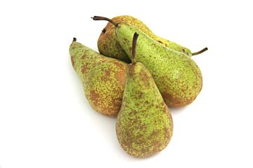 Peren Conference per KG