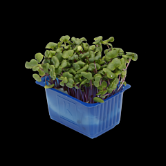 Cress Chilli per bakje
