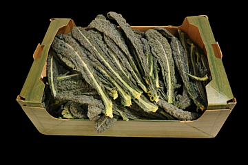 Cavoli Nero per KIST 4KG
