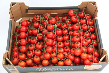 Cherry tros (Amori) per DOOS 3KG