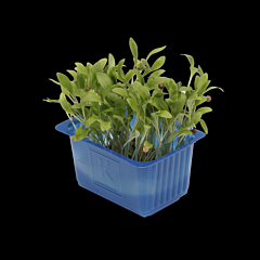 Cress Ghoa per bakje