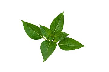 !Thai Basilicum (krapao) per bos