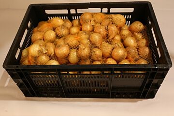 Uien 40/60 per KIST 20KG