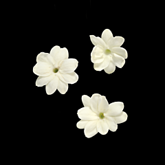 Jasmine blossom per DOOS 2x25st