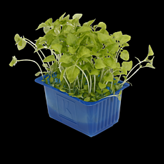 Cress Sechuan per bakje