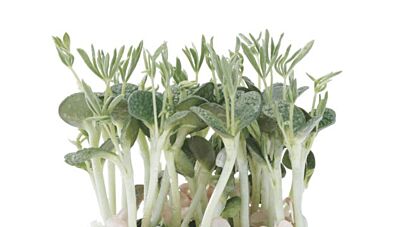 Cress Lupine per bakje