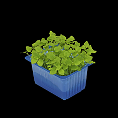 Cress Melissa per bakje