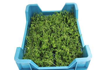 Cress Affilla per DOOS X16