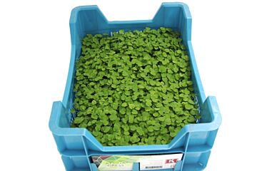 Cress Atsina per DOOS X16