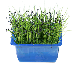 Cress Rock Chives per DOOS X16