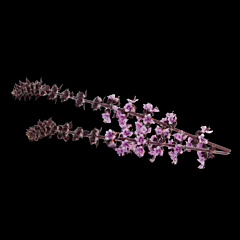 !Zallotti Blossom per DOOS X2