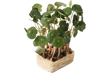 Cress Zorri per bakje