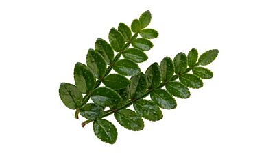 !Sansho Leaves per DOOS 2X25st