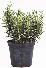 Rozemarijn per POT