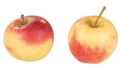 ALMERE Elstar per KIST 7KG