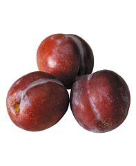 ALMERE Pruim per STUK