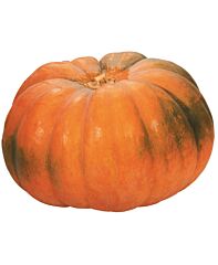 Pompoen Frankrijk groot per stuk