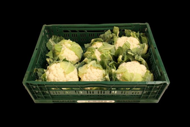 Bloemkool per KIST X6