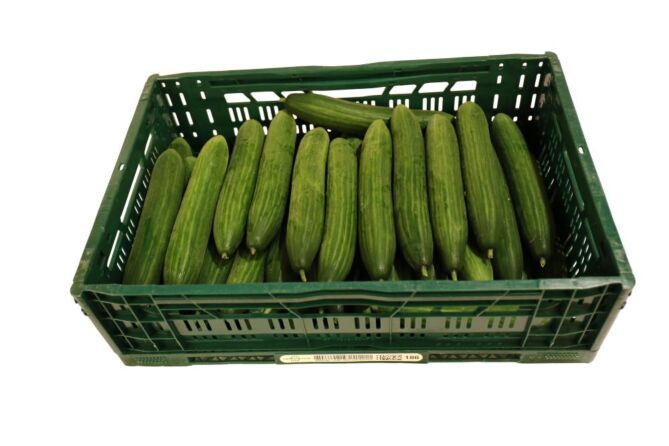 Komkommer PER KIST X36