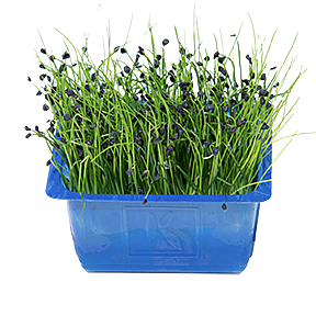 !Cress Rock Chives per DOOS X16