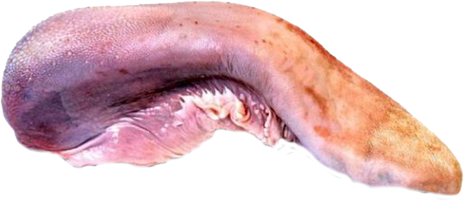 Kalfs tong z.keelstuk ca.1kg