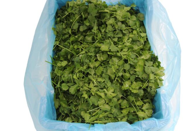 Koriander per KIST 1KG