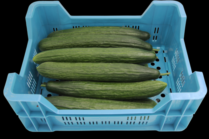 Komkommer per DOOS X12
