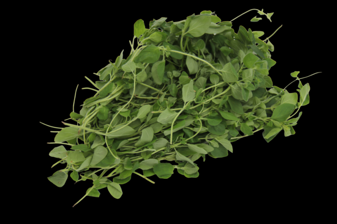 Oregano per bos