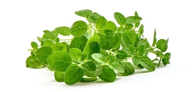 Oregano per bos