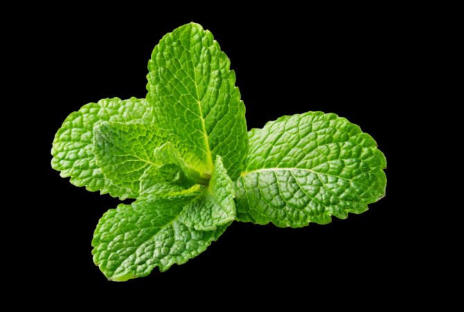 Mint per bos