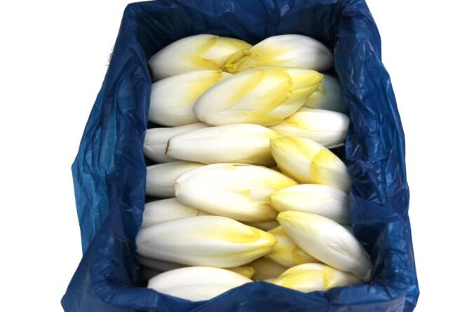Witlof per KIST 5KG