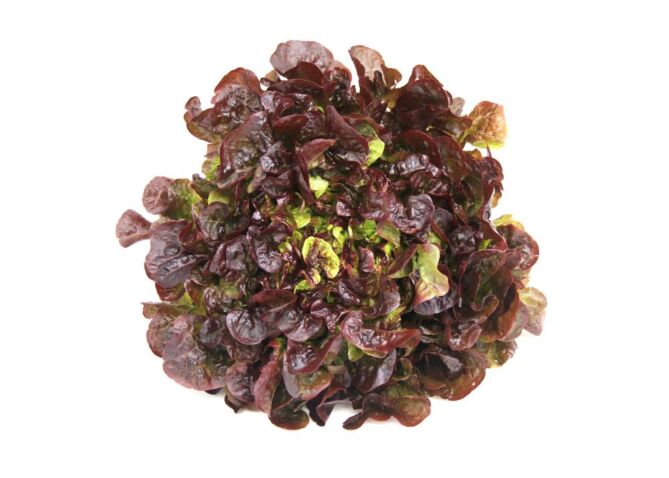 Sla eikenblad per stuk