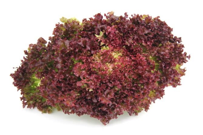 Lollo rosso per stuk