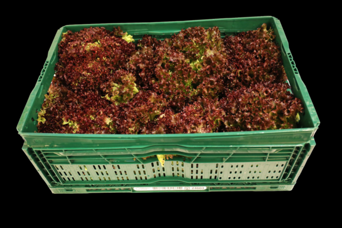 Lollo rosso per KIST X8