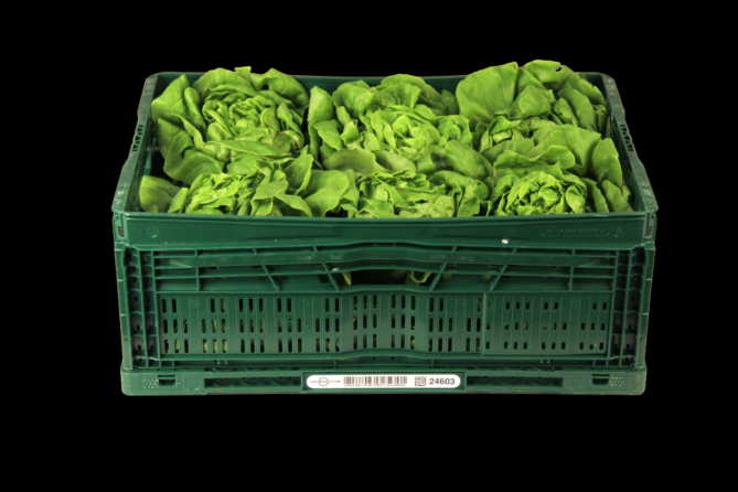 Sla Hollandse per KIST X12