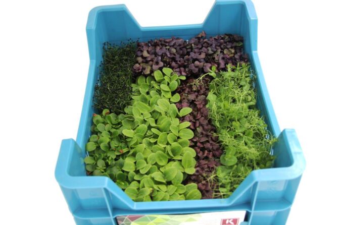 Cress Sakura MIX per DOOS X16