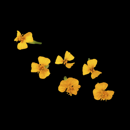 !Anise blossom per DOOS 2x50g