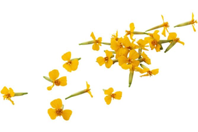 !Anise blossom per DOOS 2x50g