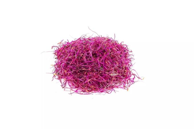 !Rode Radijs Scheuten per 1KG