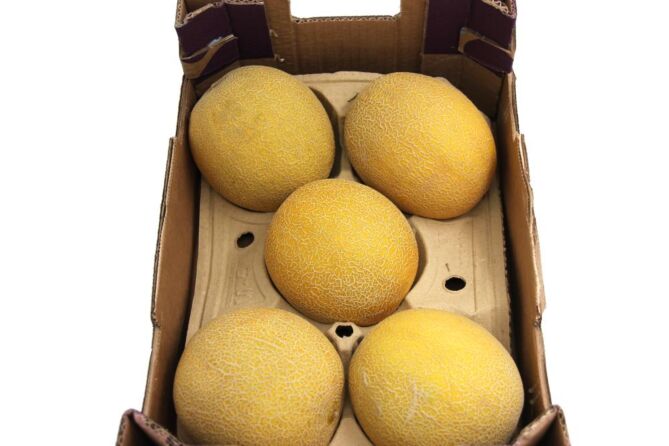 Meloen GALIA per DOOS X5