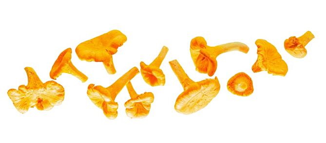 !Cantharellen NOPJES per 1kg