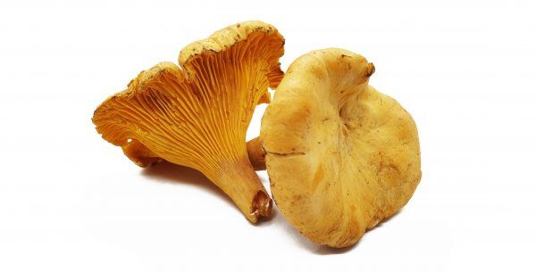 !Cantharellen per kg