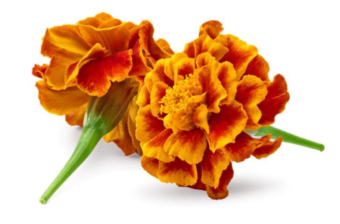 !Bloem Afrikaantjes per bakje