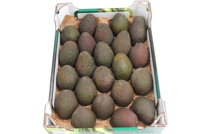 Avocado hass per DOOS X22